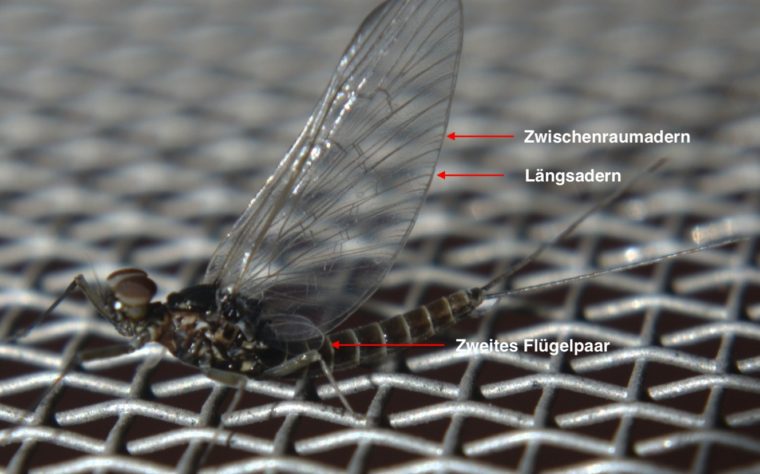 Die Fettflosse der Salmoniden swishandflick.de